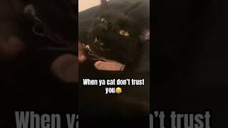 when ya CAT DONT TRUST YOU  😂 blockboijay shorts [upl. by Skelly279]