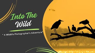 Into the Wild A Wildlife Photographers Adventure [upl. by Ystap368]