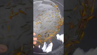 🙂കുളം നിറയെ ചെമ്മീനുകൾ guppy guppymalayalam guppyfarmkerala shrimpfarming shrimp [upl. by Konopka]