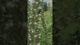 Echium Italicum  Viper Bugloss gardening plants history funfacts horticulture funfacts [upl. by Biddick]