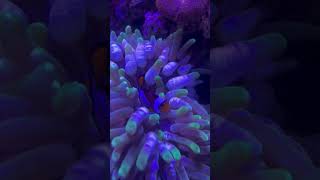 Clownfish and anemone [upl. by Adaven398]