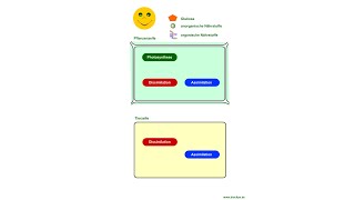 Stoffwechsel  Übersicht 1 [upl. by Colman]