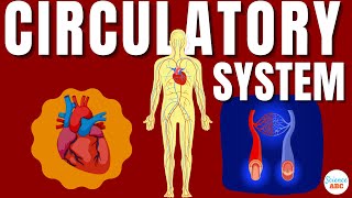 Circulatory System And The Heart  Explained In Simple Words [upl. by Annairda]