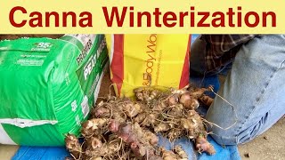 Canna Winterization or Canna Bulb Storage for Winter [upl. by Allets56]