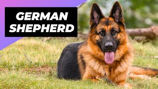 German Shepherd 🐶 What To Expect As A New Owner [upl. by Anastassia]