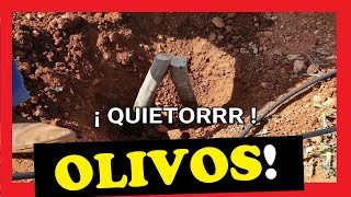 👨‍🌾 Cómo PLANTAR OLIVOS de ESTACAS para ENRAIZAR 🌳 paso a paso Estilo JAEN [upl. by Laidlaw]