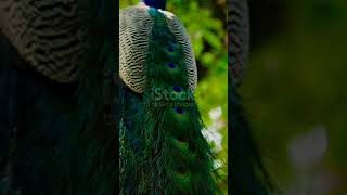 Peacock feathers 💙✨peacock feather nature beauty [upl. by Anaerdna]