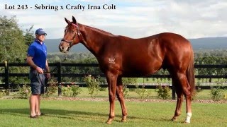 Inglis 2016 Easter Yearling Sales  Lot 243  Sebring x Crafty Irna Colt [upl. by Oah111]