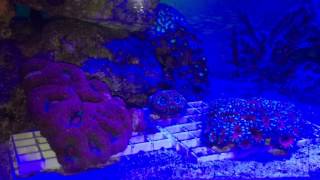 Acanthastrea LPS coral Lordhowensis amp Bowerbanki [upl. by Llednov]