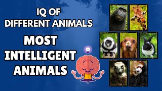 Most Intelligent Animals  IQ of Different Animals [upl. by Trebbor269]