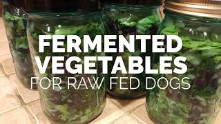 Fermented Vegetables for Raw Fed Dogs [upl. by Estas]