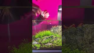 Would you Dare To Try this with your Betta Fish [upl. by Alyahc]