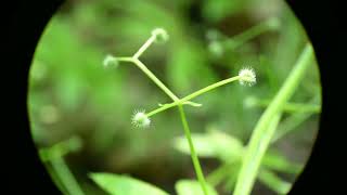 Galium triflorum Fragrant Bedstraw in Winnipeg [upl. by Sellihca]