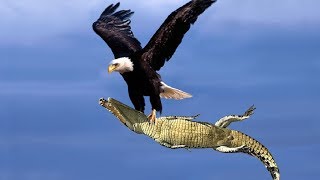 The Best Of Eagle Attacks 2018  Most Amazing Moments Of Wild Animal Fights Wild Discovery Animals [upl. by Blumenfeld]