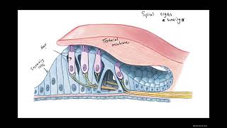 Biology 2020 Lab 1 The Inner Ear Diagrams [upl. by Renault48]