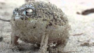 Funny Rain Frog Grunts Like A Goat [upl. by Lucie]