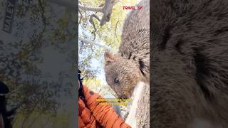 Marsupial bernama Quokka di Rottnest island Australia barat travelogy audimelsom [upl. by Kruger]