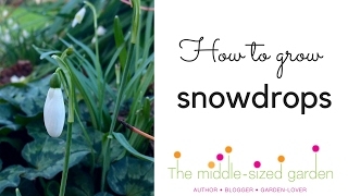 Where to grow snowdrops amp snowdrop planting tips [upl. by Layton758]