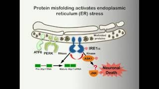 ER Stress and HIPK2 Activation in ALS [upl. by Cati366]