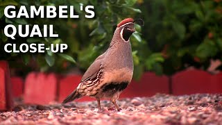 Gambels Quail  Closeup and bird call [upl. by Napoleon]