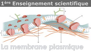 La membrane plasmique  Enseignement scientifique  1ère [upl. by Waldner111]