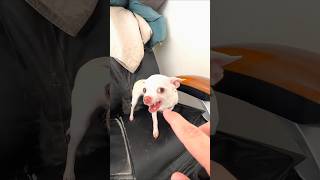 Kuchi Puchi with Chihuahua puppies 😍😍trending viralvideo viralshort explore Please Subscribe [upl. by Kenaz]