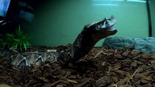 Gaboon Viper Engulfs Mouse Live Feeding [upl. by Auliffe]