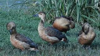 Lesser Whistling Duck [upl. by Docilu]