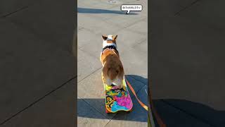 coolest corgi in the neighbourhood 🐶🛹🕶️ shorts dog funnydogs [upl. by Aerona]