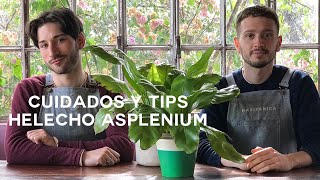 Cuidados Helecho Asplenium🍃 ¡Resistente y Fácil de Cuidar [upl. by Andrien]