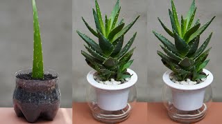 How To Grow Aloe Vera Plant With Effective Treatment At Home [upl. by Kwarteng618]