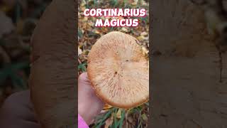 Cortinarius magicus shorts [upl. by Nnael]