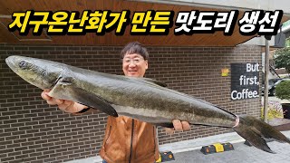 해외서 정평 난 최고급 생선이 국내서도 잡혔다 과연 맛은 [upl. by Voltz]