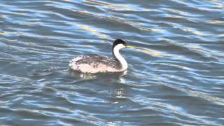 Birds of Bolsa Chica Wetlands [upl. by Crispas100]