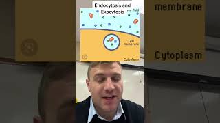 Endocytosis vs exocytosis [upl. by Bartle]