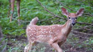 Cerfs de Virginie [upl. by Eznyl]