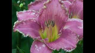 Daylilies Hemerocallis how to pollinate and grow Daylilies in your garden Lilies of the Field [upl. by Ladiv]