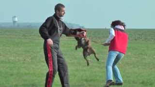 Staffordshire bull terrier  protection work bite work [upl. by Llecram914]