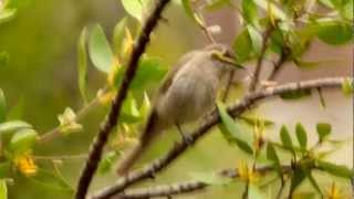 Yellowfaced Honeyeater Lichenostomus chrysops  DreistreifenHonigfresser [upl. by Bilat]