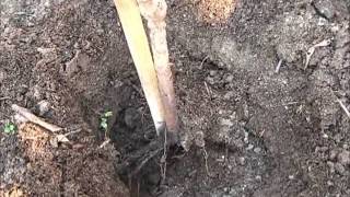 Bare Root Tree Planting [upl. by Kamaria432]