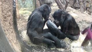 Bonobos Frankfurt [upl. by Nic]