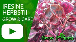 Iresine herbstii  grow amp care Herbst Bloodleaf [upl. by Anev]