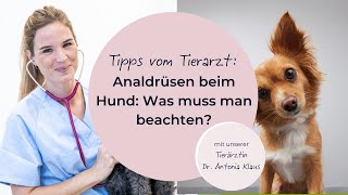 Analdrüsen beim Hund Was muss man beachten [upl. by Amada354]