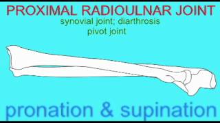 AP1 SKELETAL SYSTEM RADIOULNAR JOINT [upl. by Ponton]