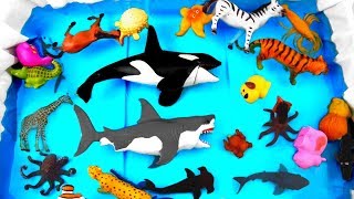 Learn Zoo Wild Animals Names Educational Toys Video For Kids Toddlers [upl. by Yenitirb928]