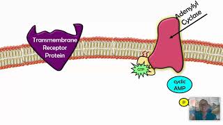 Signal Transduction Pathways AP Biology 42 [upl. by Burgwell]