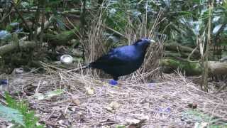 Bowerbird builds its bower in Lamington National Park [upl. by Fita578]