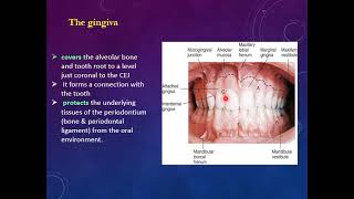 normal anatomic consideration  normal periodontium [upl. by Danice]