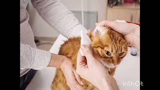 OTITIS EN PERROS Y GATOS [upl. by Koralle]