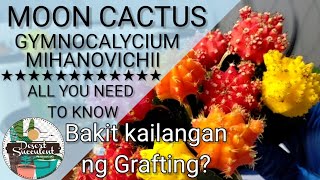 7 Moon Cactus Gymnocalycium Mihanovichii Cactus Care Guide  다육식물 多肉植物 Suculentas [upl. by Ambrosane]